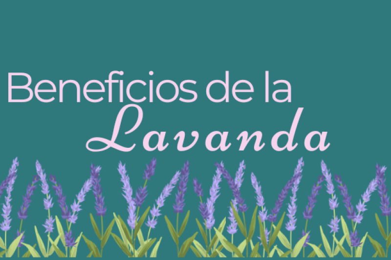 Beneficios de la Lavanda